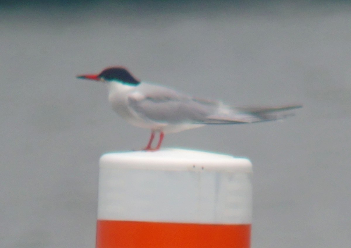 Эгэл хараалай - ML637267859