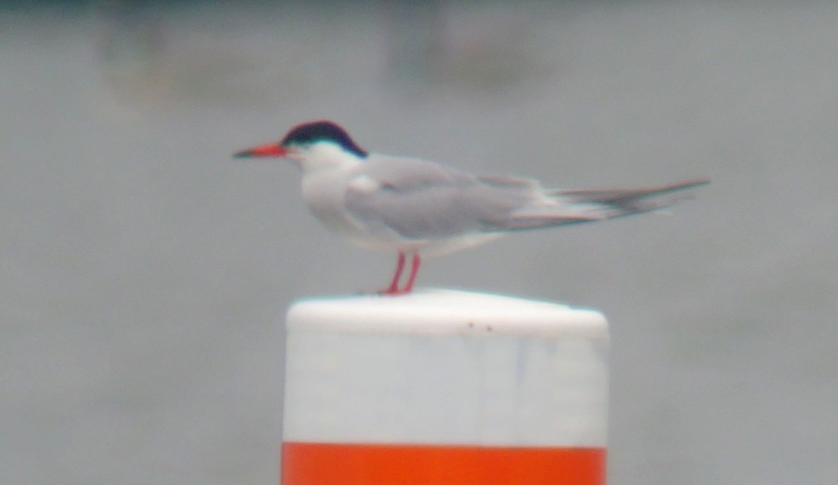 Эгэл хараалай - ML637267866