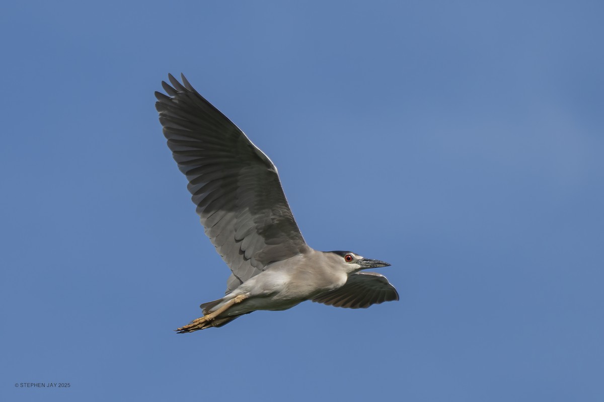 Black-crowned Night Heron - ML637267908