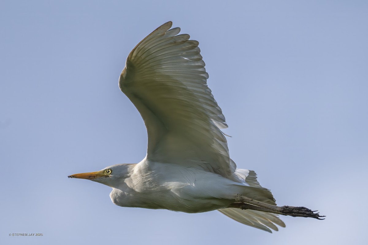 Western Cattle-Egret - ML637267933