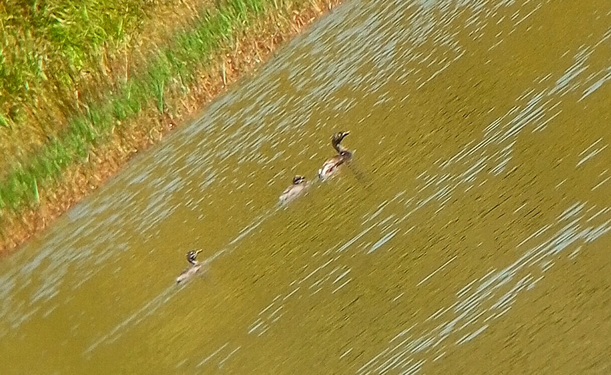 Least Grebe - ML637267934