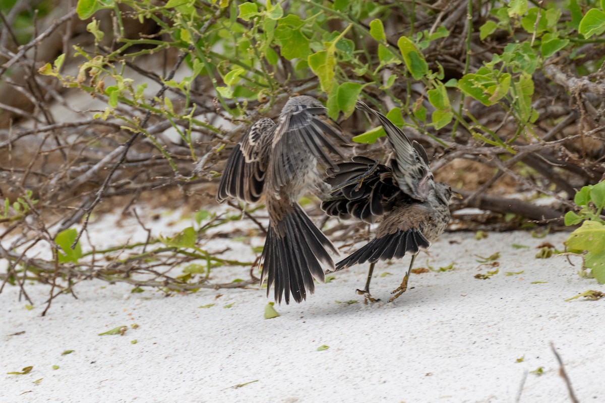 Española Mockingbird - ML637267982