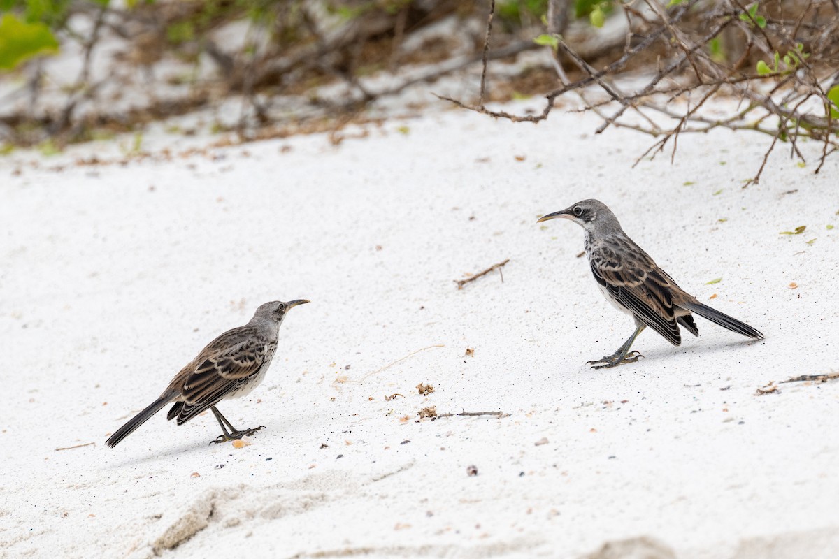 Española Mockingbird - ML637267984