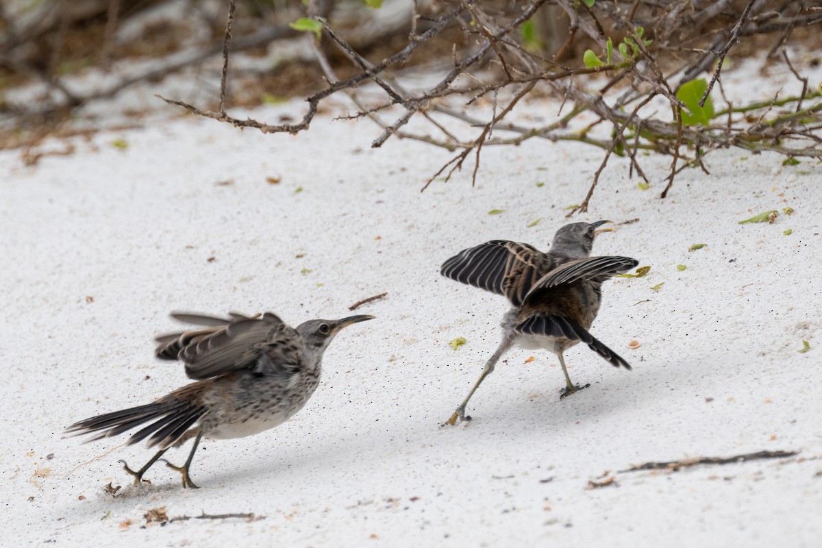 Española Mockingbird - ML637267986