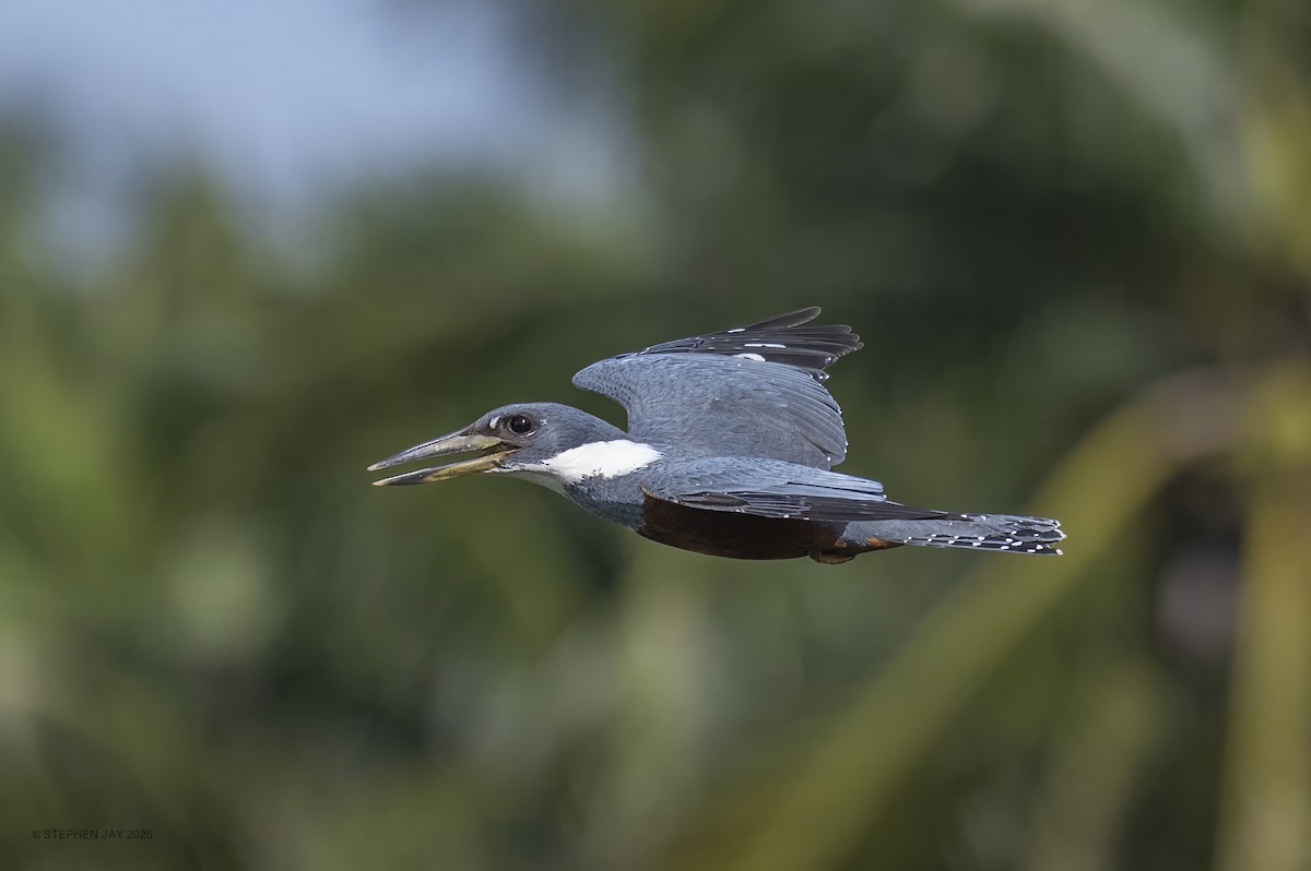 Ringed Kingfisher - ML637268020