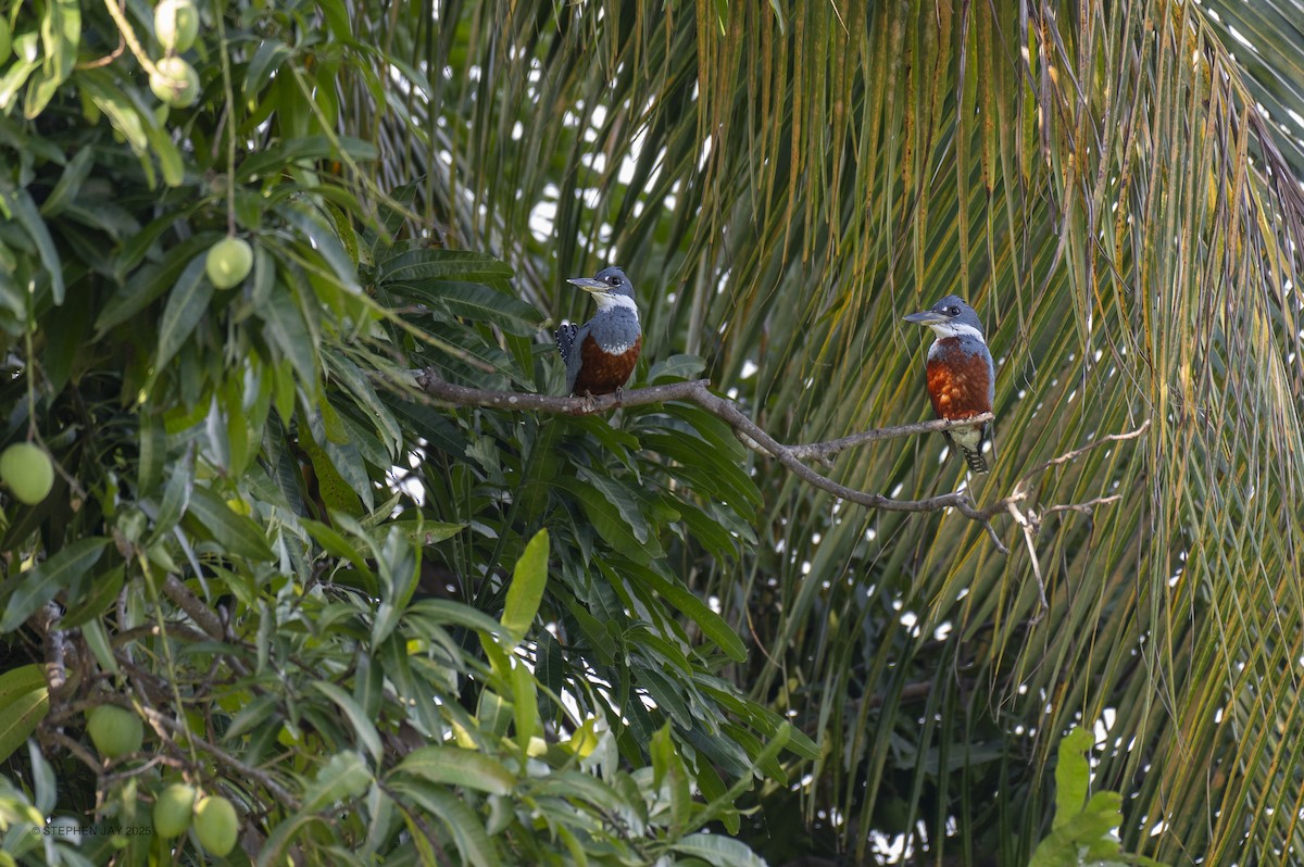 Ringed Kingfisher - ML637268021