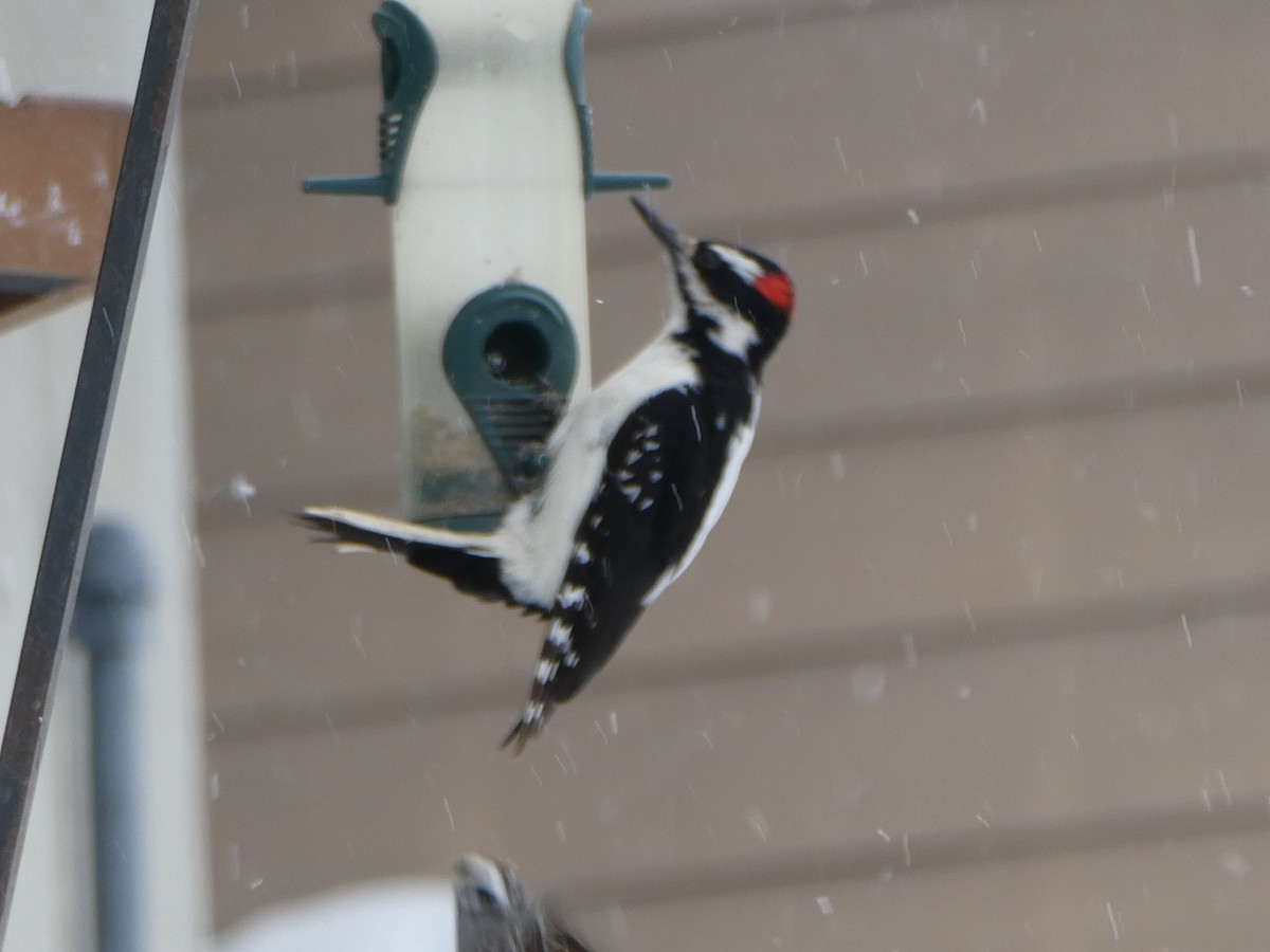 Hairy Woodpecker - ML637268029