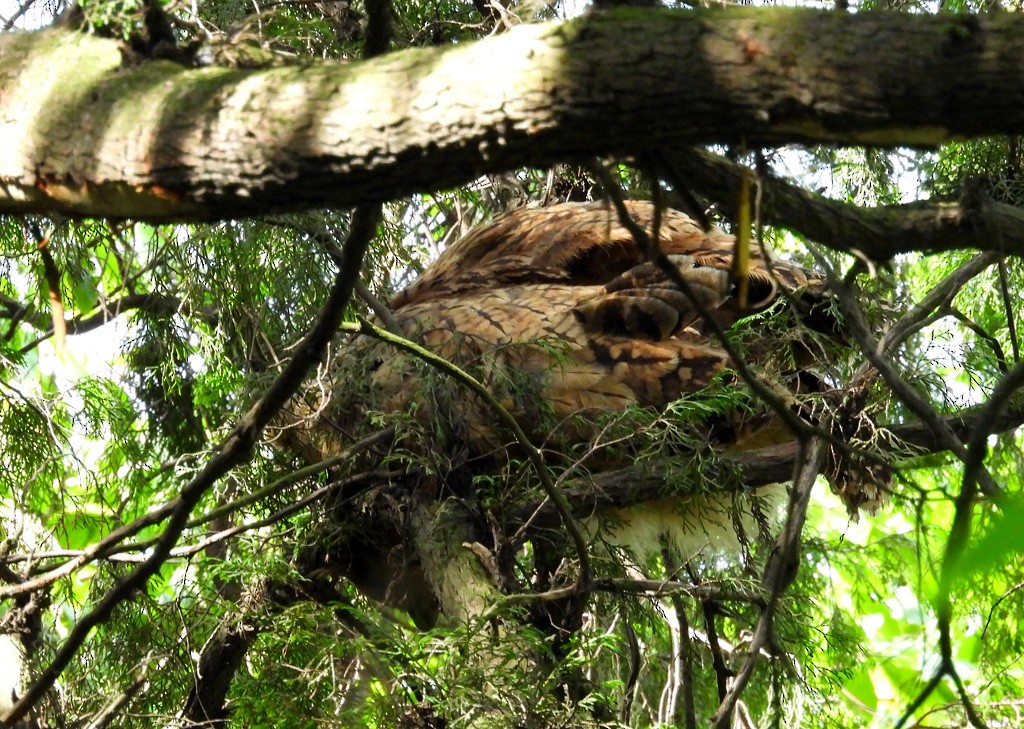 Tawny Fish-Owl - ML637268036