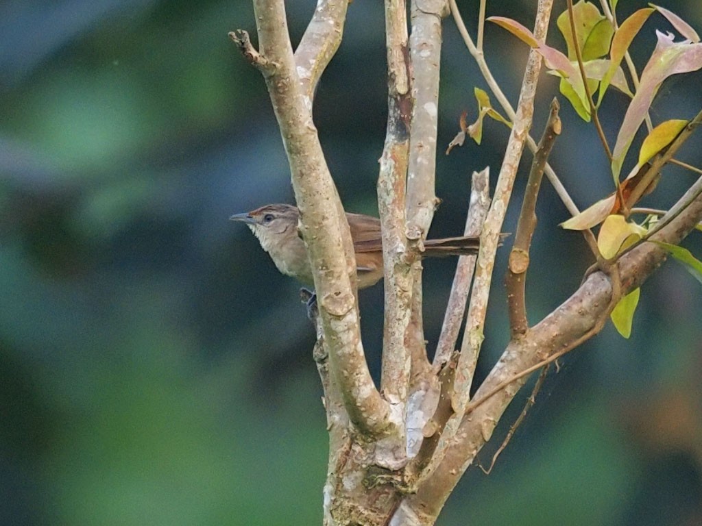 Rufous-fronted Thornbird - ML637268047