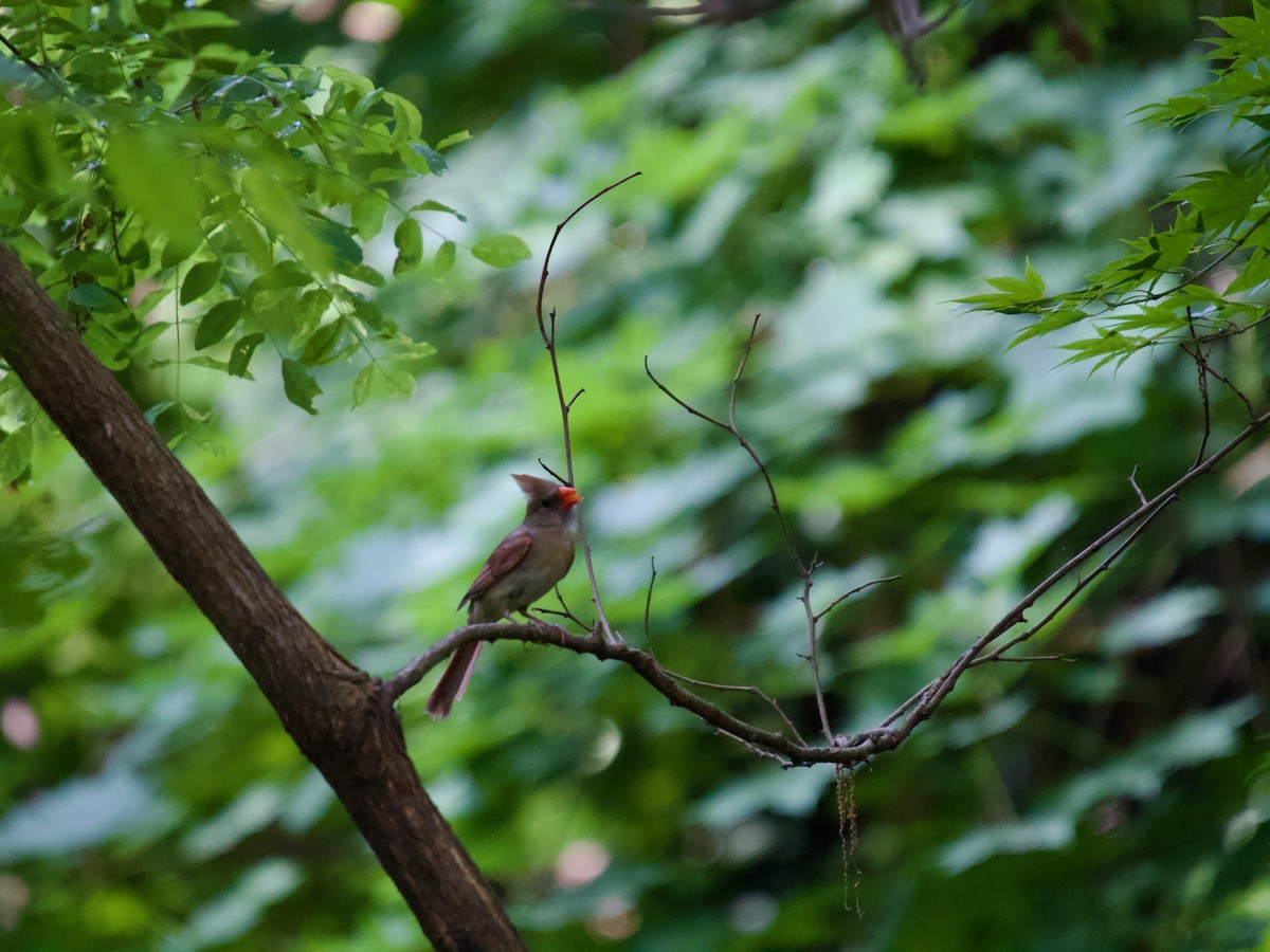 Northern Cardinal - ML637268053