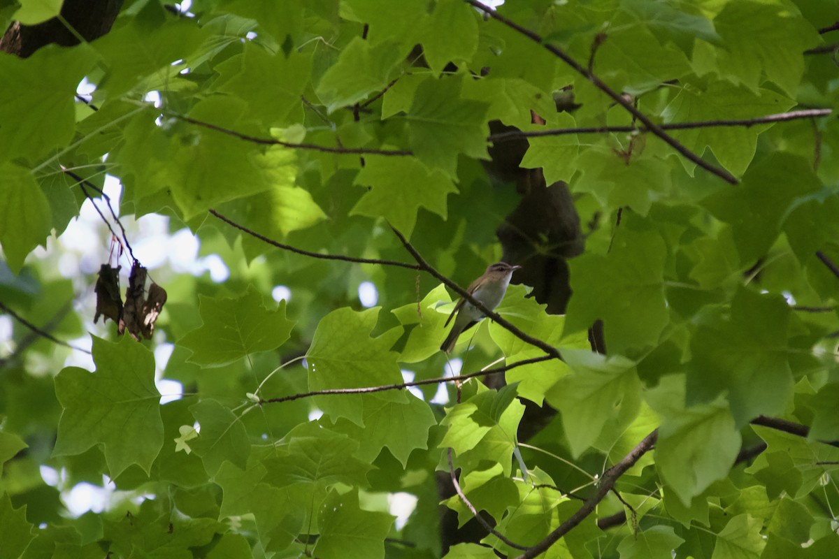 Red-eyed Vireo - ML637268071