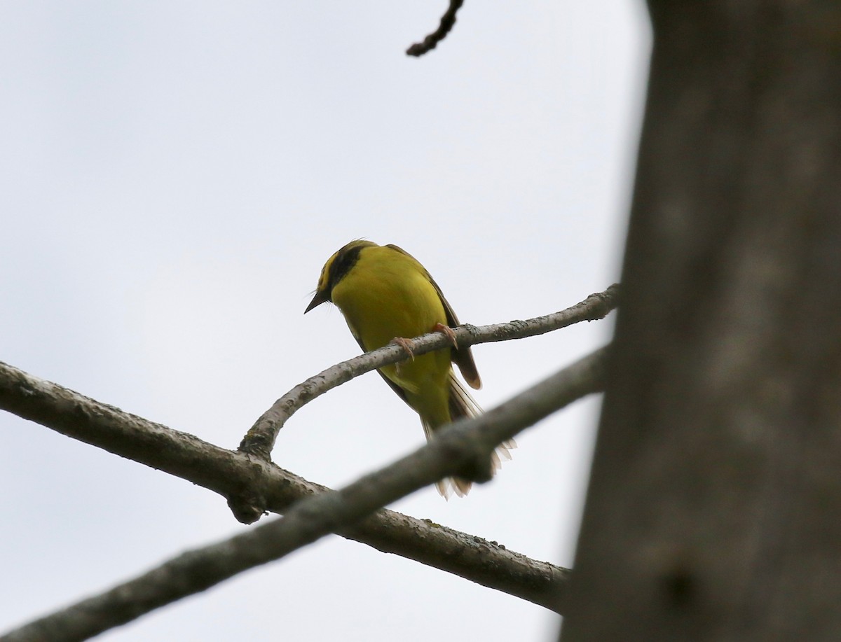 Hooded Warbler - ML637268075