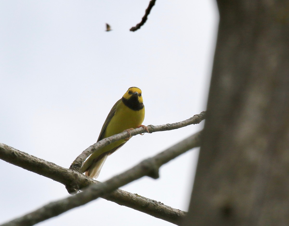 Hooded Warbler - ML637268076