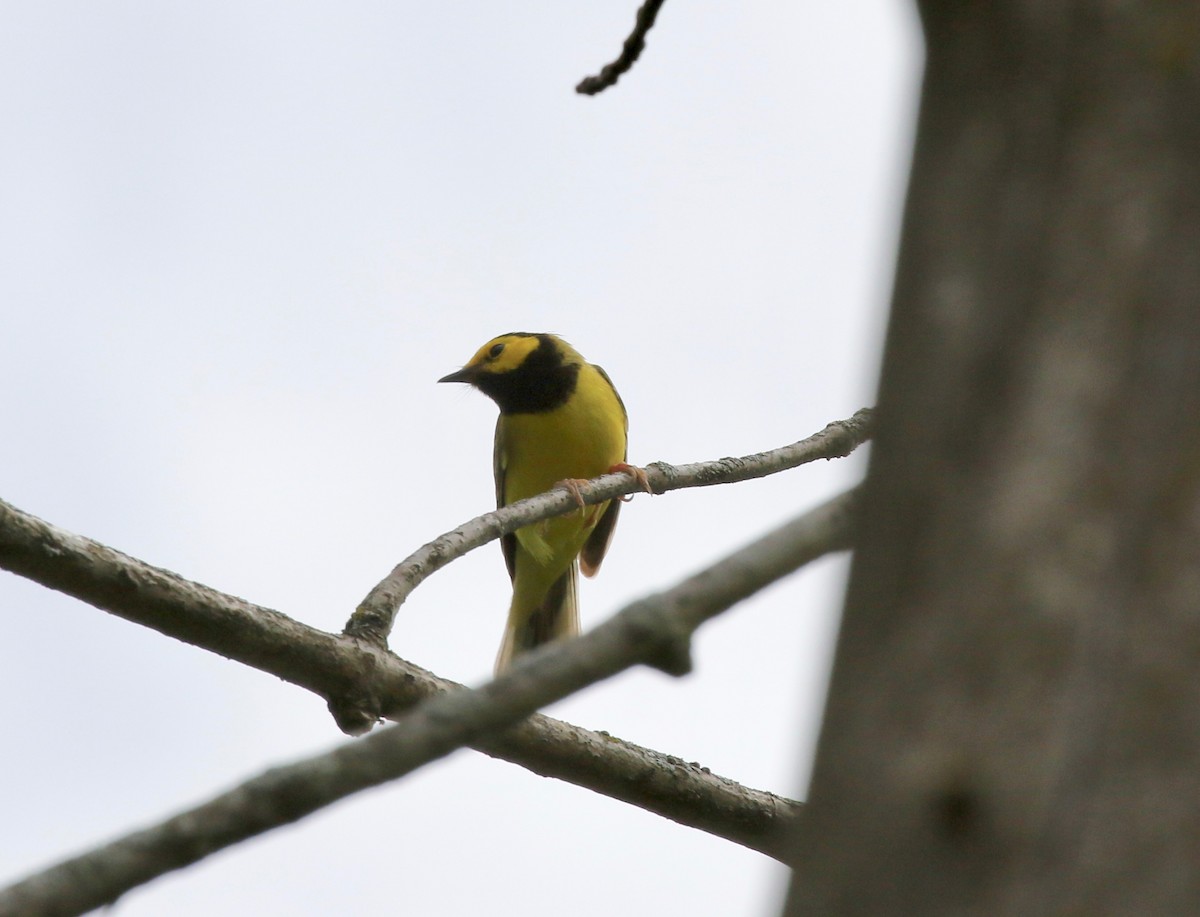 Hooded Warbler - ML637268077