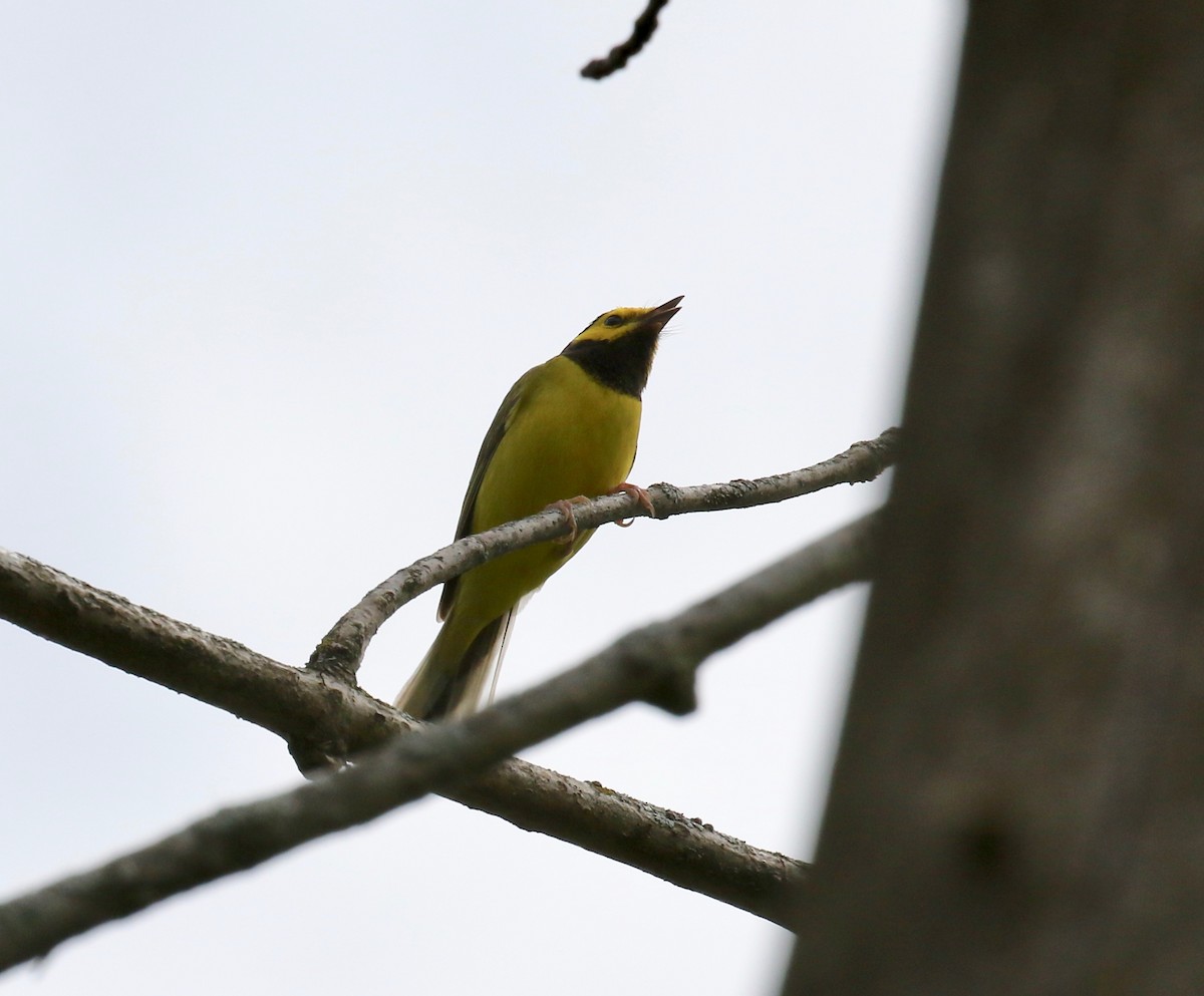 Hooded Warbler - ML637268078