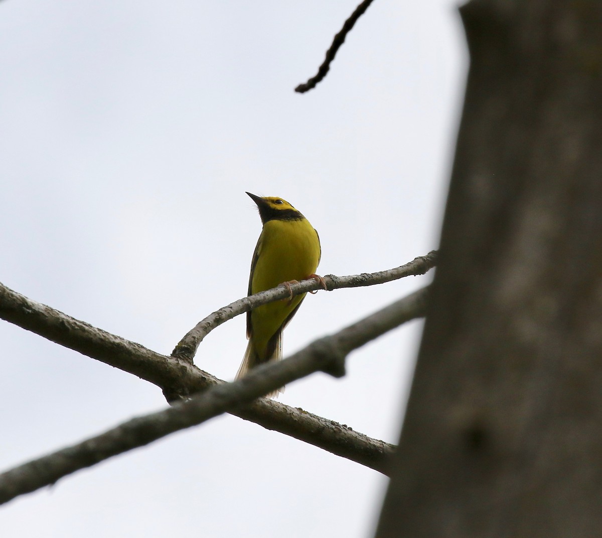 Hooded Warbler - ML637268079