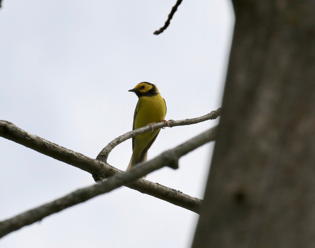 Hooded Warbler - ML637268080
