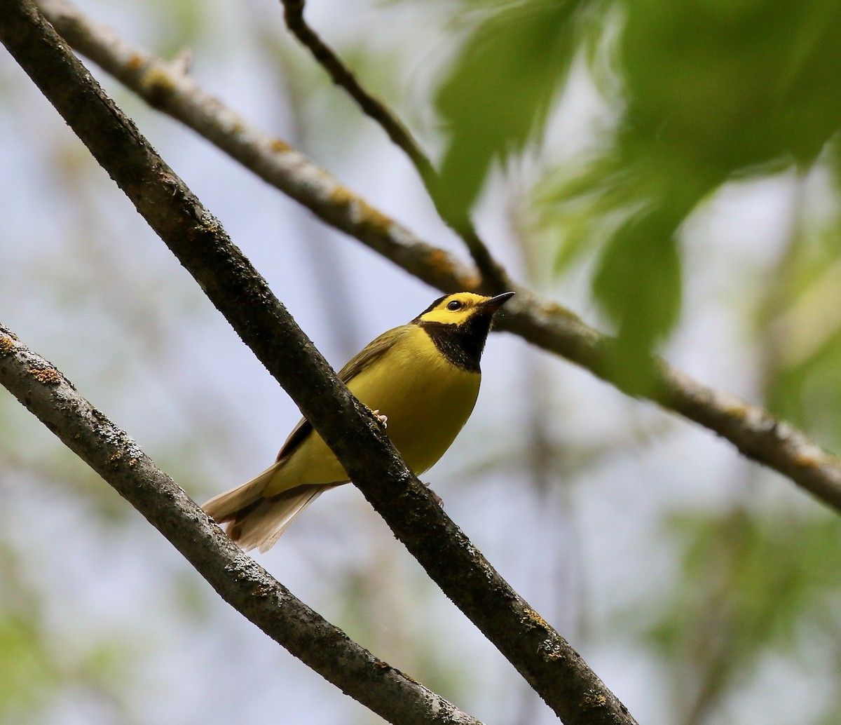 Hooded Warbler - ML637268081