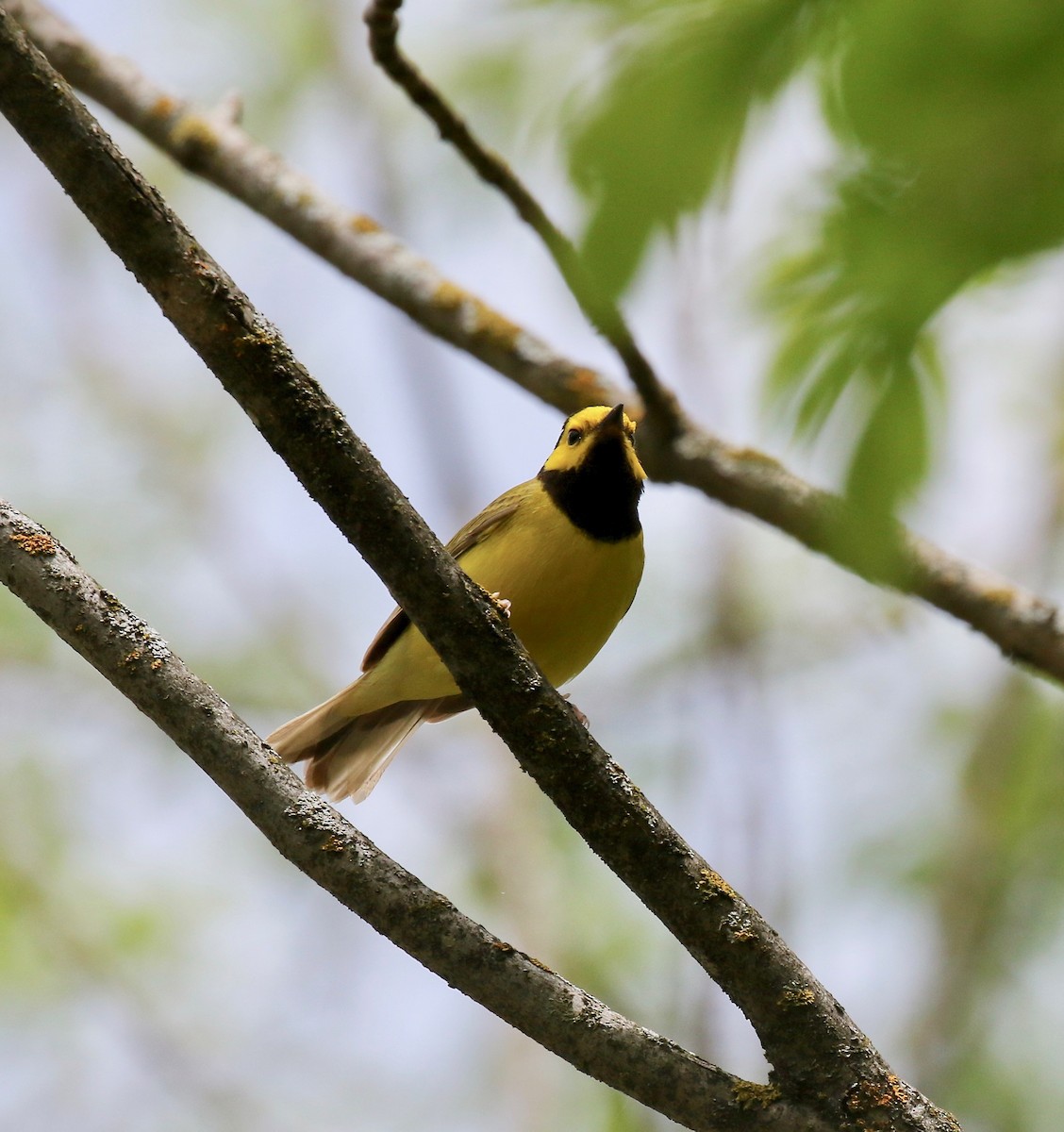 Hooded Warbler - ML637268082