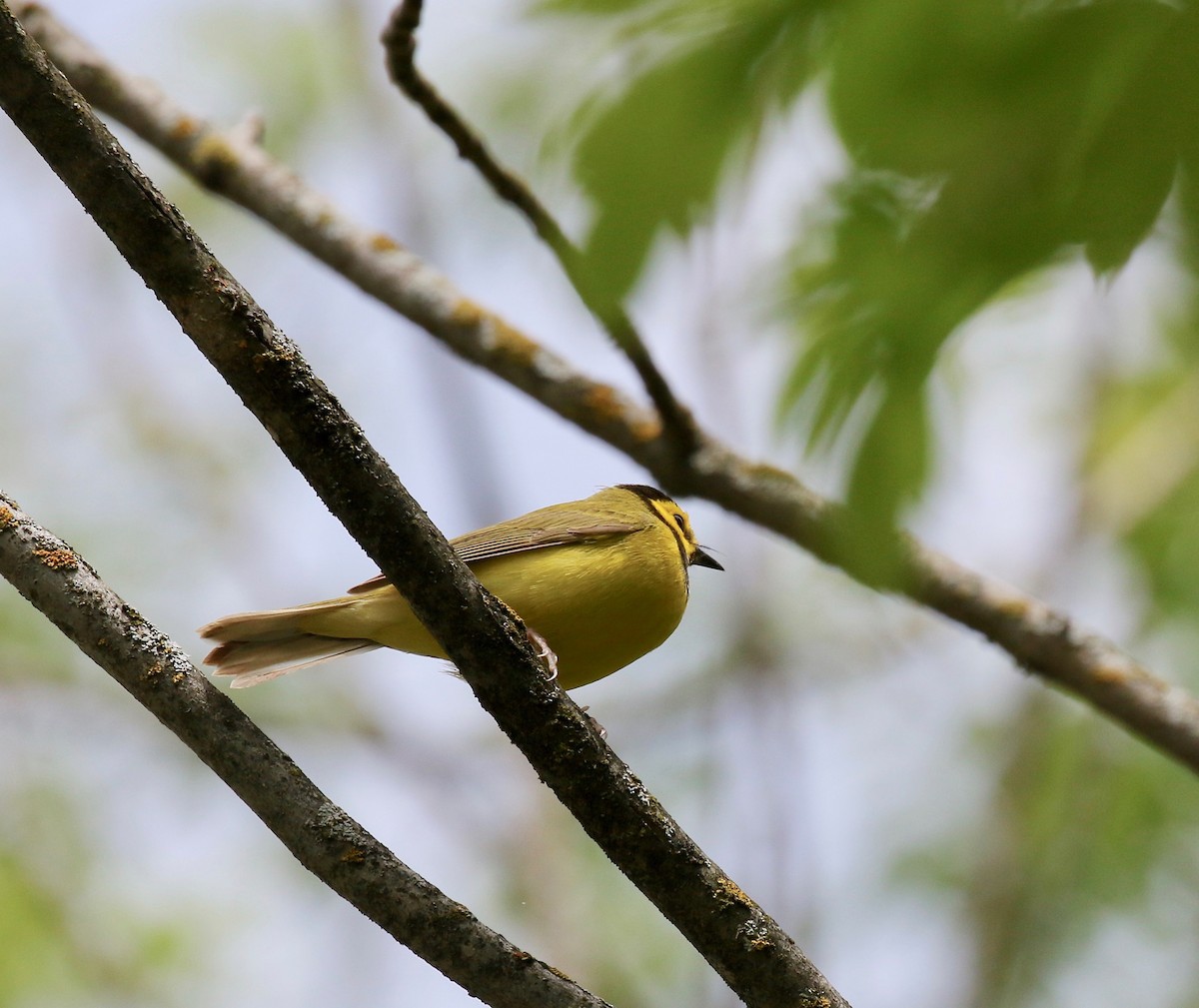 Hooded Warbler - ML637268084