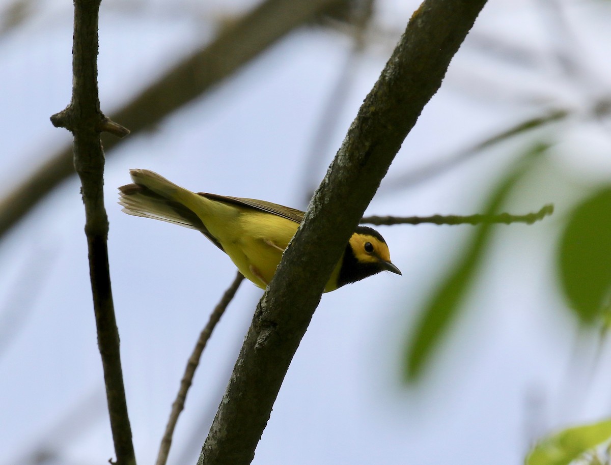 Hooded Warbler - ML637268085