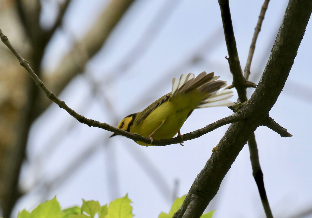 Hooded Warbler - ML637268086
