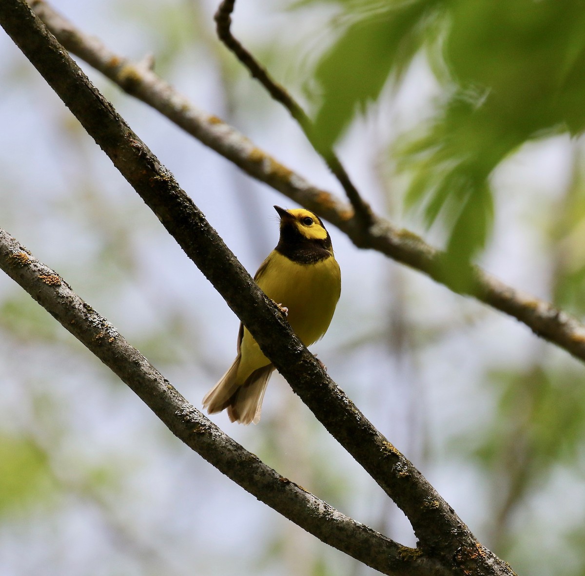 Hooded Warbler - ML637268088