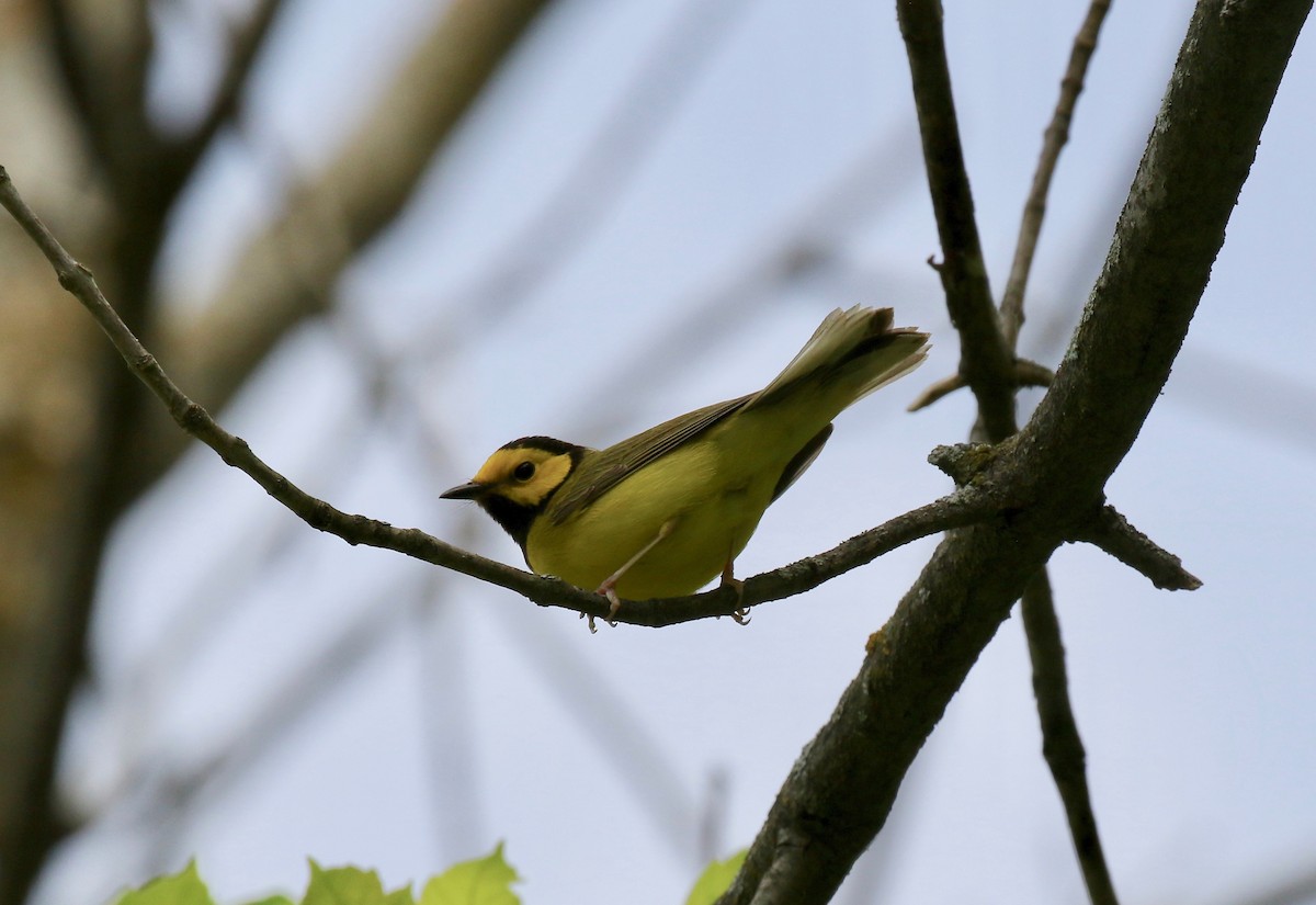 Hooded Warbler - ML637268089