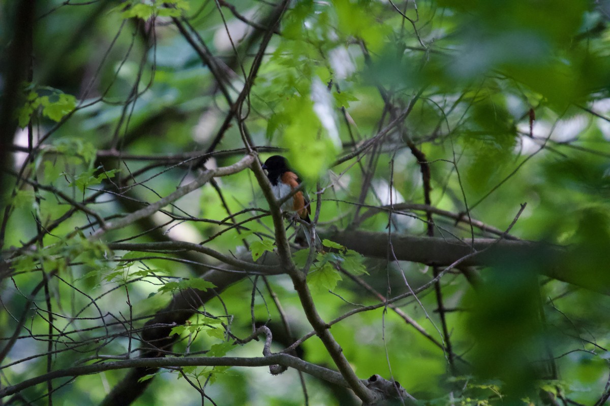 Eastern Towhee - ML637268093