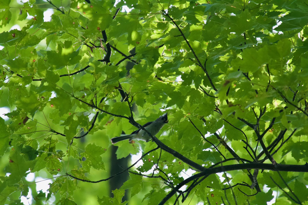 Tufted Titmouse - ML637268102