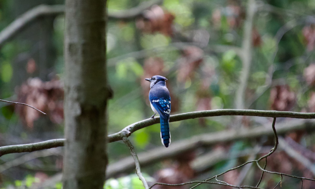 Blue Jay - ML637268107