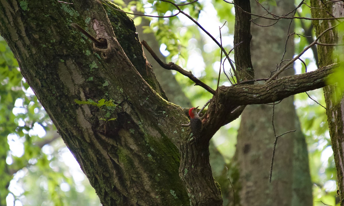 Red-bellied Woodpecker - ML637268114