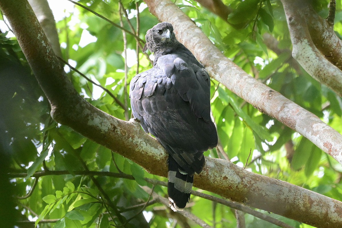 Crested Eagle - ML637268121