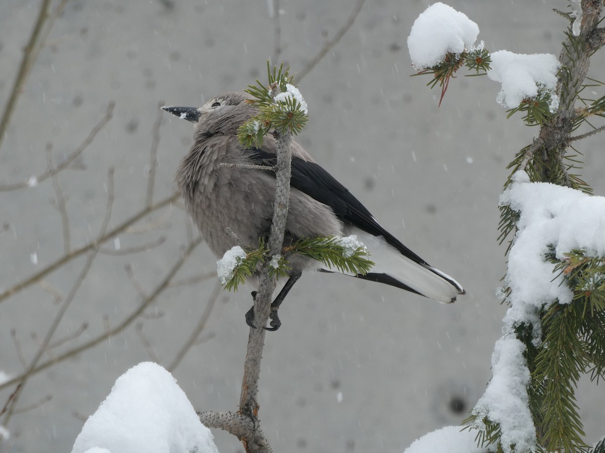 Clark's Nutcracker - ML637268122