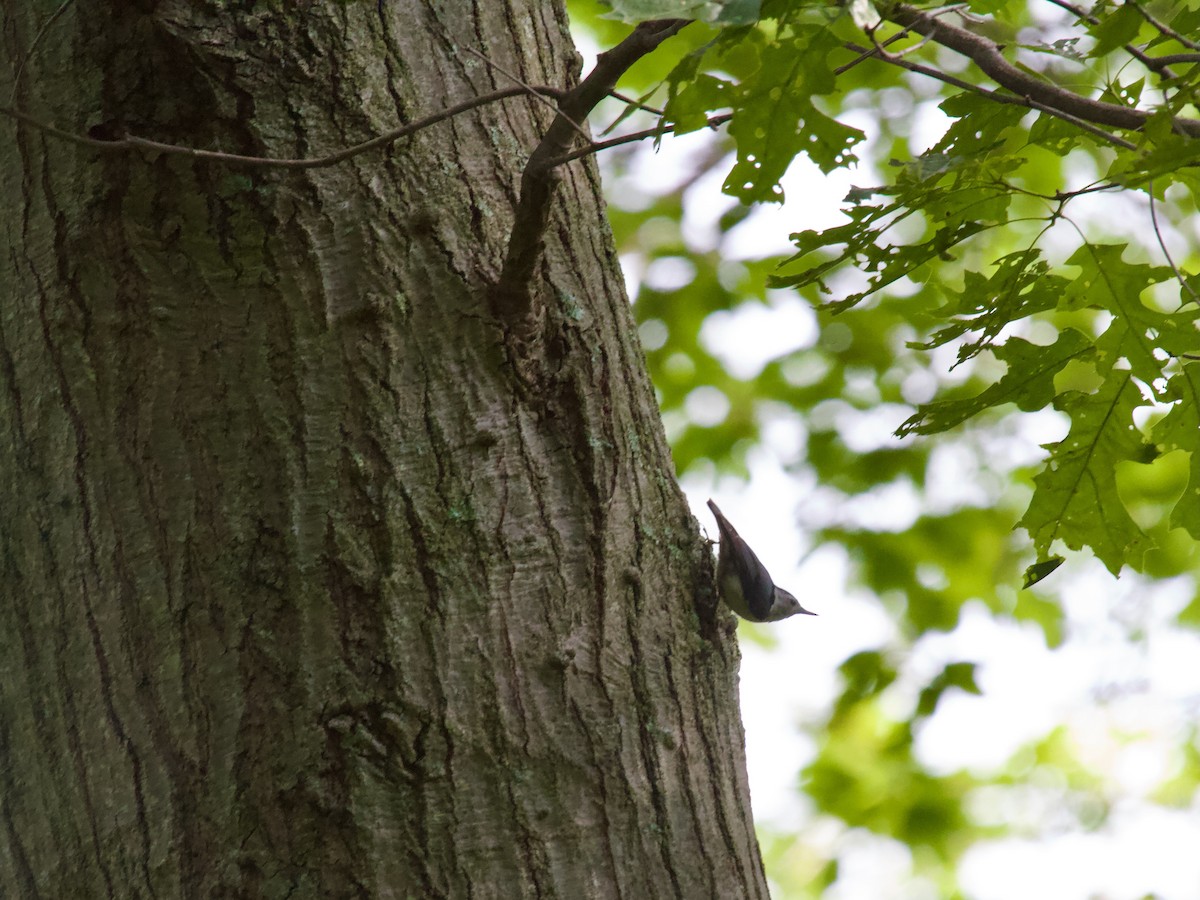 White-breasted Nuthatch - ML637268128