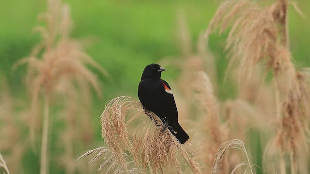 Red-winged Blackbird - ML637268179