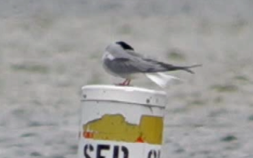 Эгэл хараалай - ML637268193