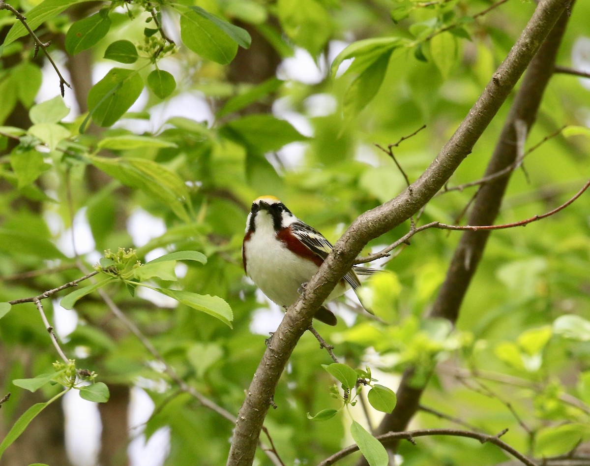Chestnut-sided Warbler - ML637268194