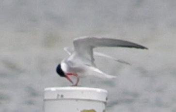 Эгэл хараалай - ML637268195