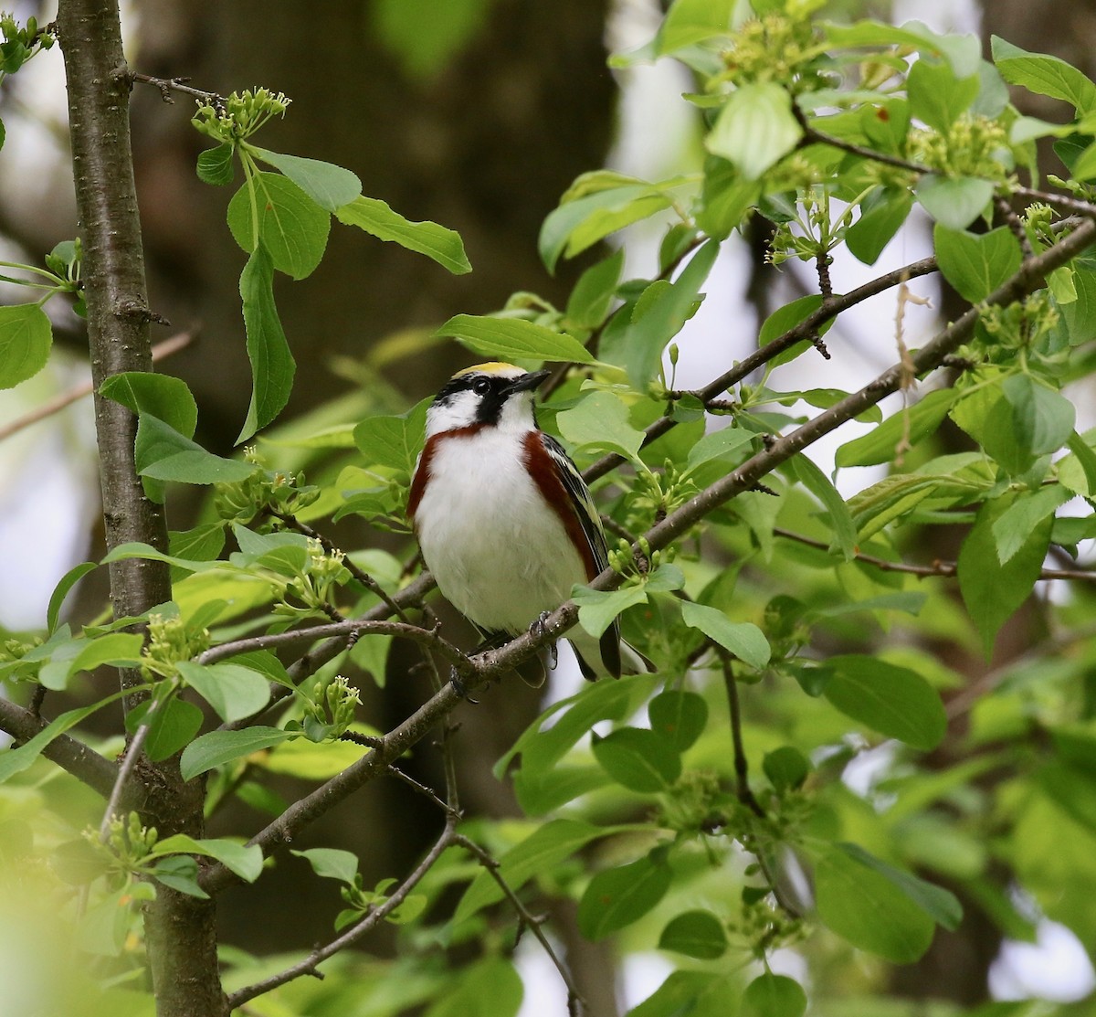 Chestnut-sided Warbler - ML637268199