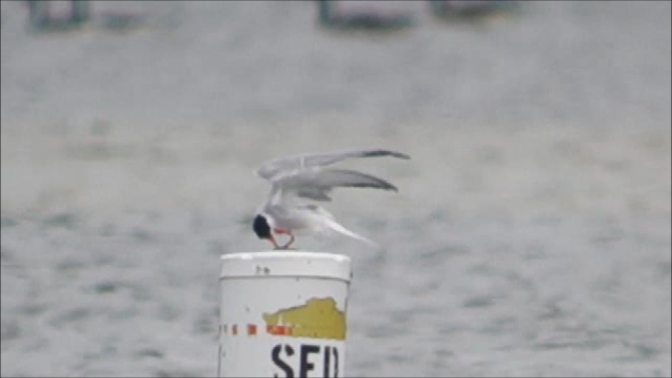 Эгэл хараалай - ML637268200