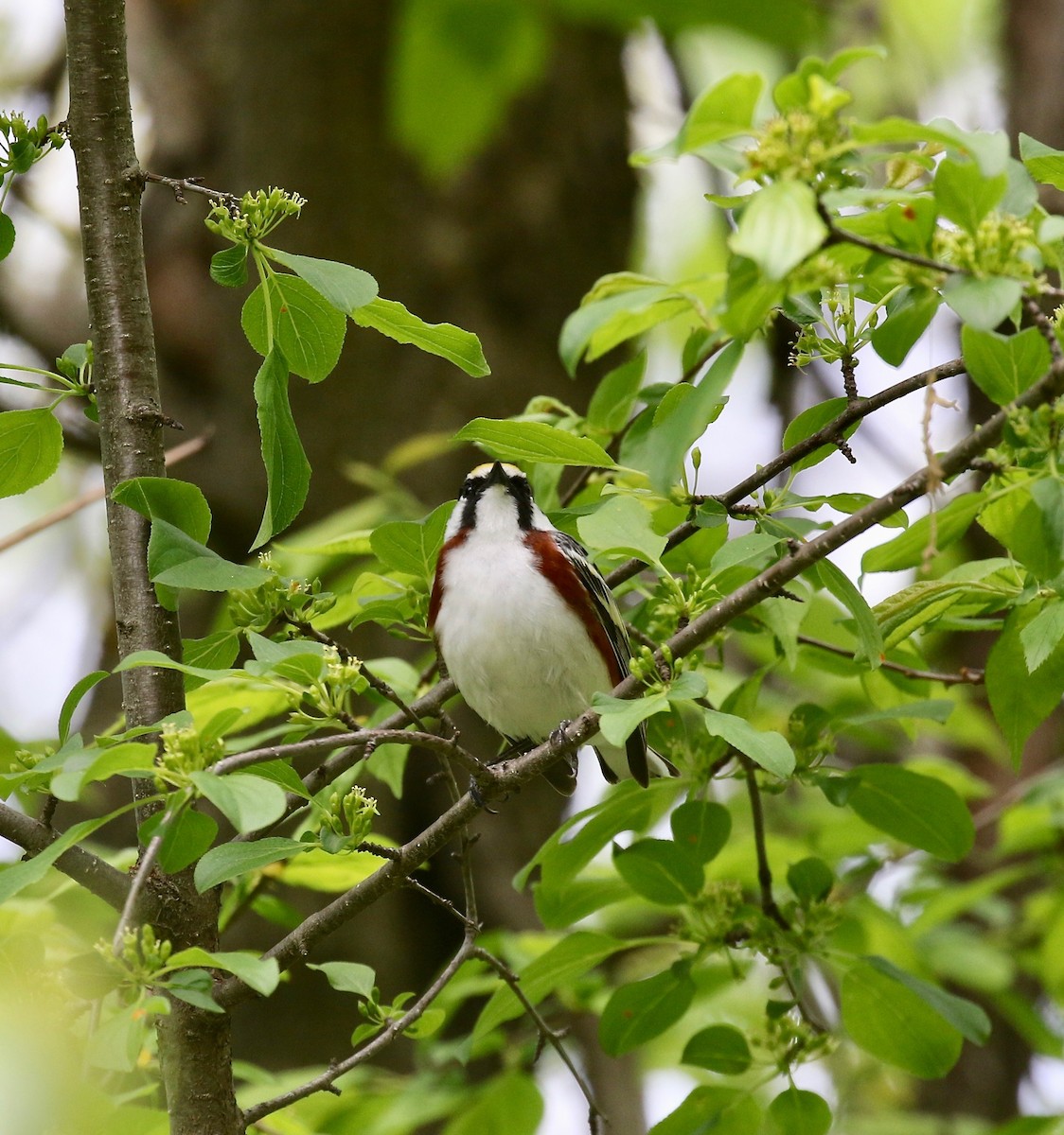Chestnut-sided Warbler - ML637268201
