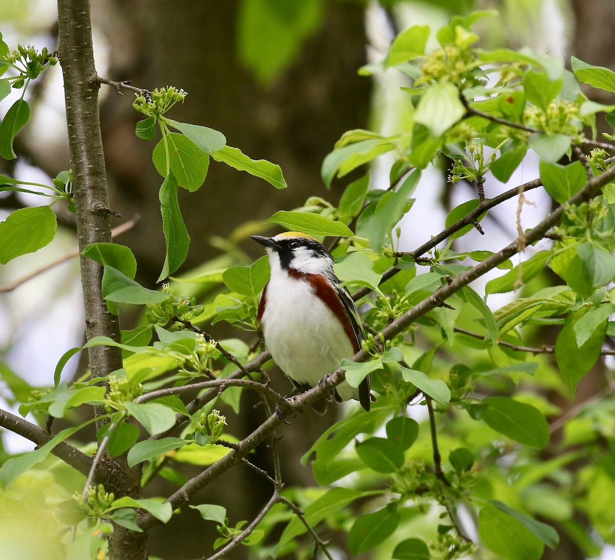 Chestnut-sided Warbler - ML637268202