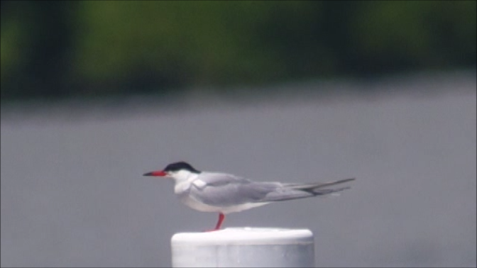 Эгэл хараалай - ML637268203