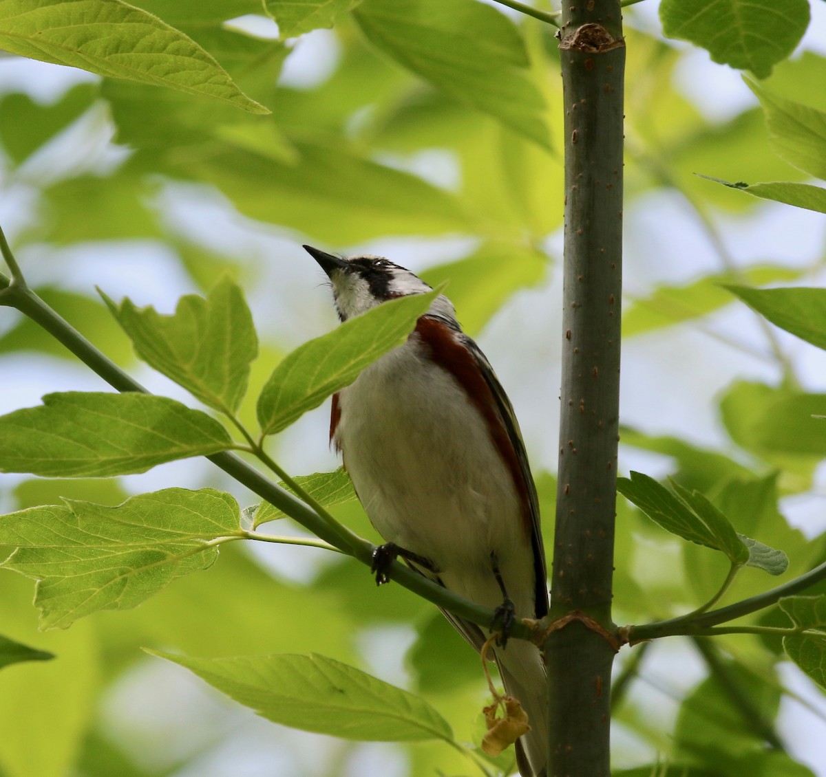 Chestnut-sided Warbler - ML637268205