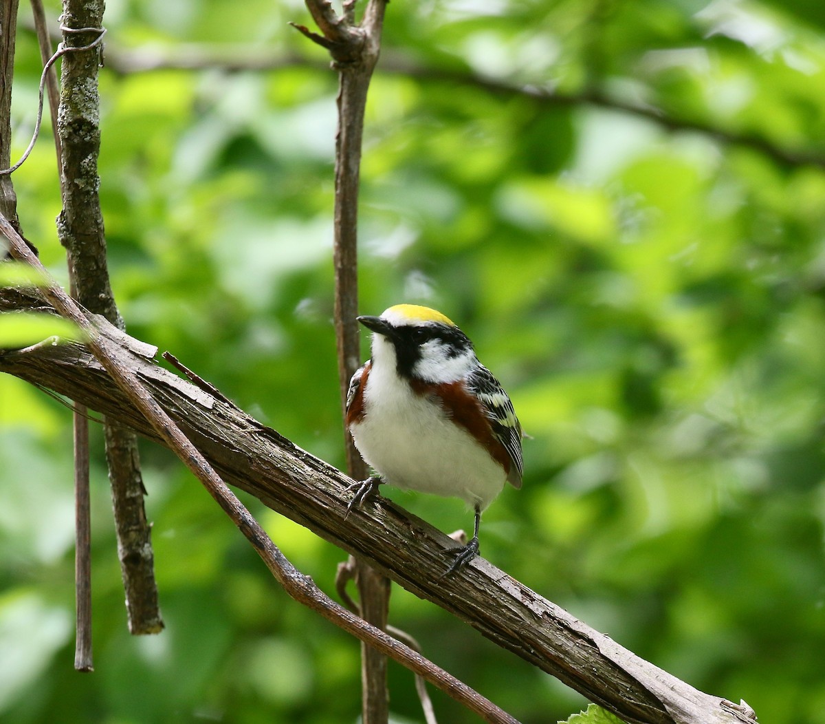 Chestnut-sided Warbler - ML637268206