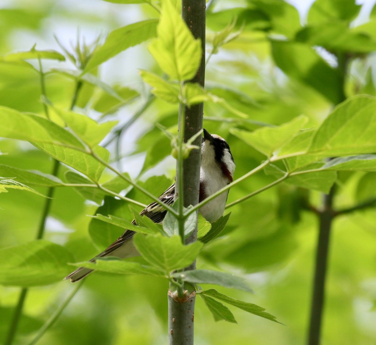 Chestnut-sided Warbler - ML637268208