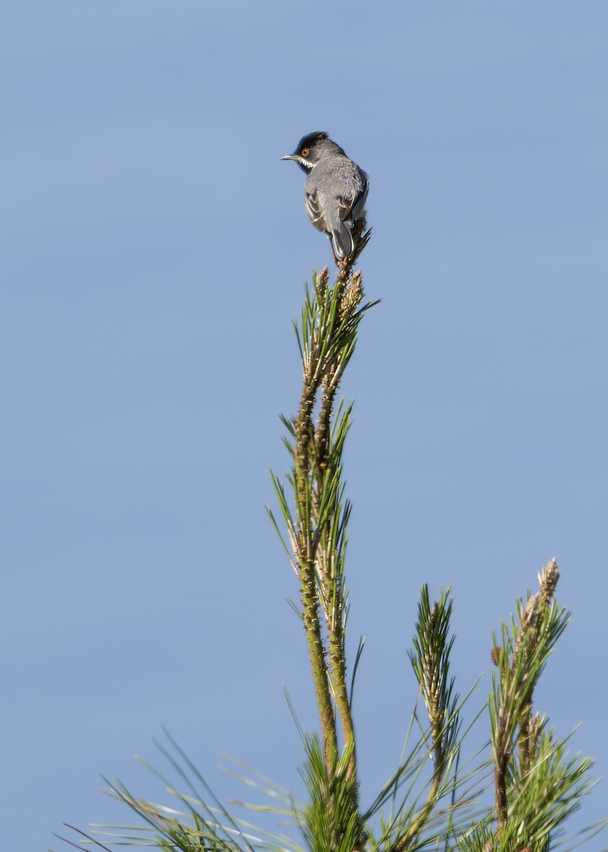 Rüppell's Warbler - ML637268209