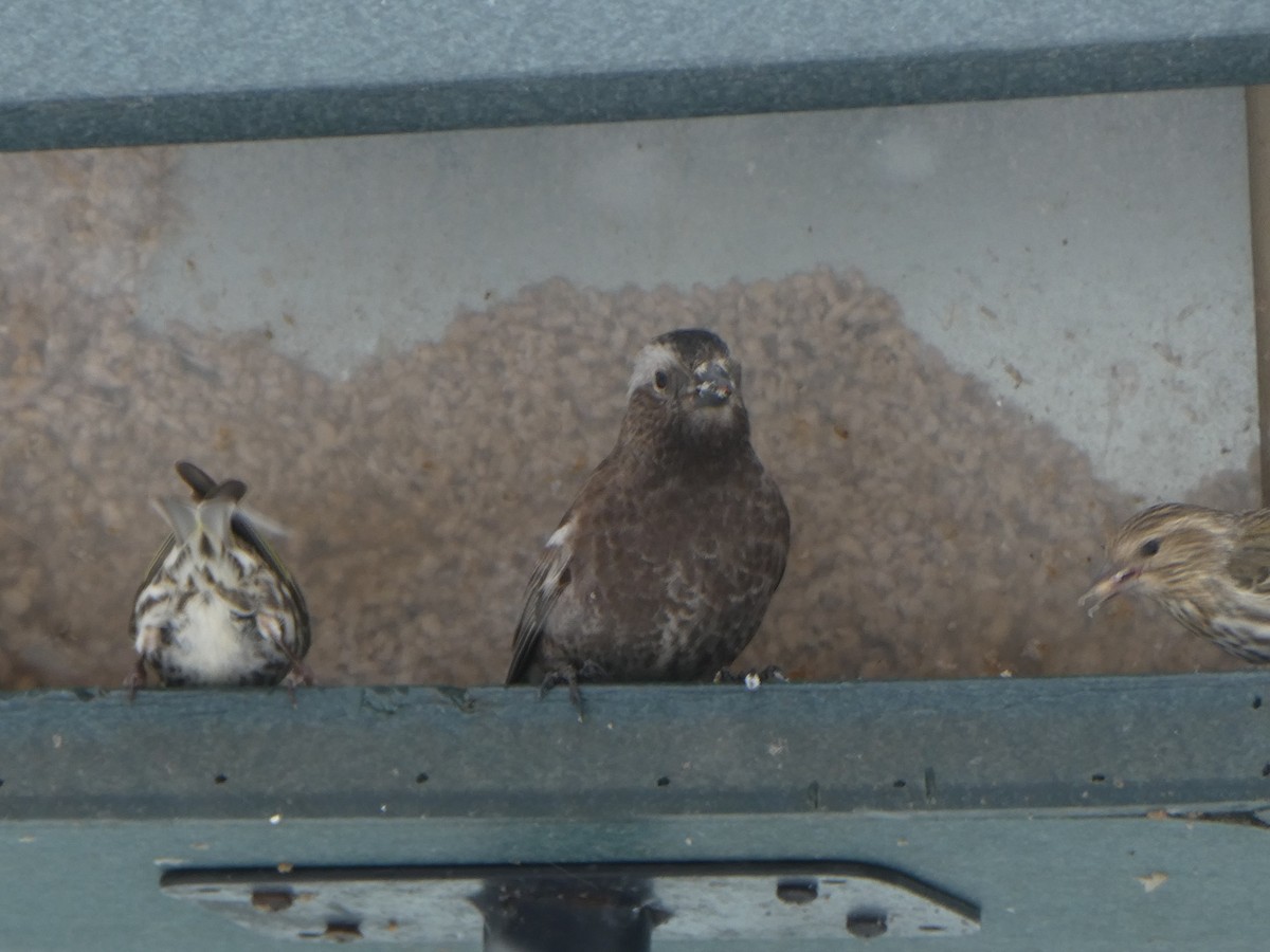 Black Rosy-Finch - ML637268232