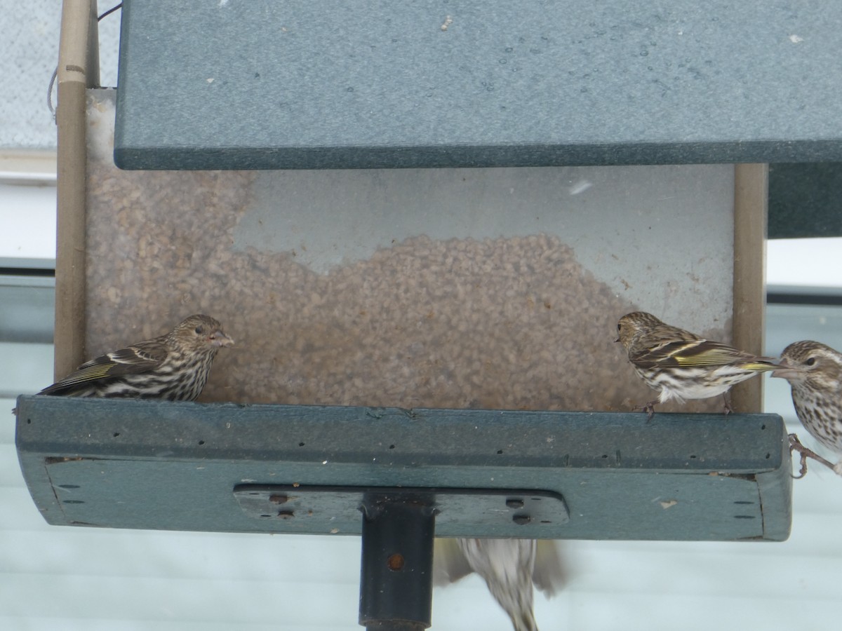 Pine Siskin - ML637268275